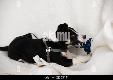 Nahaufnahme Foto von einem schönen kleinen Haustier Hund spielt mit einem Spielzeug posiert auf weißem Hintergrund, Familie Haustier Konzept. Stockfoto