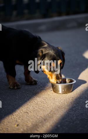 Ein Haushund trinkt Wasser von einem Teller, während er auf der Straße läuft, ein Dackel läuft. Stockfoto