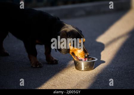 Ein Haushund trinkt Wasser von einem Teller, während er auf der Straße läuft, ein Dackel läuft. Stockfoto