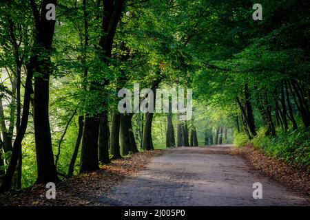 Magischer Tunnel und Pfad durch einen dichten Wald mit Sonnenlicht. Der Weg von Sträuchern umrahmt. Dramatische und wunderschöne Szene. Ort Ternopil, UKRA ausgeliefert Stockfoto