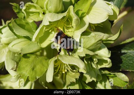 Königin, Hummel-Arten im Bombus lucorum-Komplex, Familie Apidae auf weißen grünen Blüten von Hellebores, Familie Ranunculaceae. Holländischer Garten. März, Stockfoto