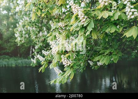 Zweige blühender Kastanien mit weißen Blüten über dem Wasser. Selektiver Fokus Stockfoto