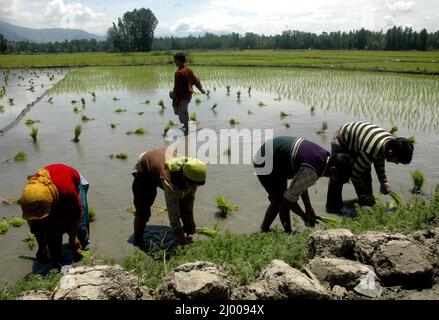 Männer und Frauen aus Kaschmir Pflanzen am Mittwoch in Reisfeldern im Pulwama-Distrikt im Süden Kaschmirs Setzlinge. Kaschmir, Indien. 28.Mai 2008 Stockfoto