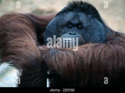 Wildtiere. Primat. Erwachsene Sumatran Orangutan. Singapur Zoo. Stockfoto