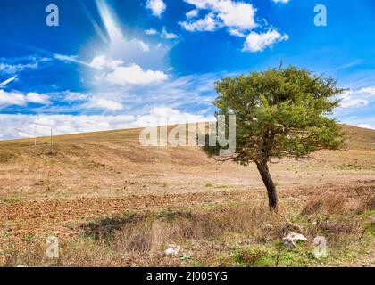 Isolierter grüner Baum auf Weizenwiese, blauer Himmel mit Wolken im Hintergrund. Durch die Wolken leuchtet das Sonnenlicht. Stockfoto