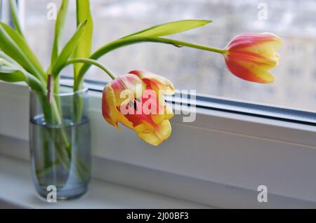 Die roten und gelben Tulpen in einer kleinen Glasvase auf der Fensterbank. Gebogene Tulpenblüten. Stockfoto