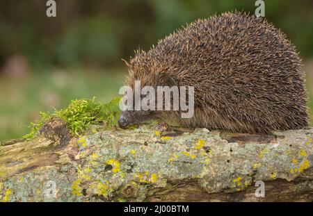 Igel, Wissenschaftlicher Name: Erinaceus Europaeus. Nahaufnahme eines wilden, einheimischen, europäischen Igels, der Anfang des Frühlings auf einem gefallenen Baumstamm auf der Nahrungssuche war. Nach links zeigen. Stockfoto