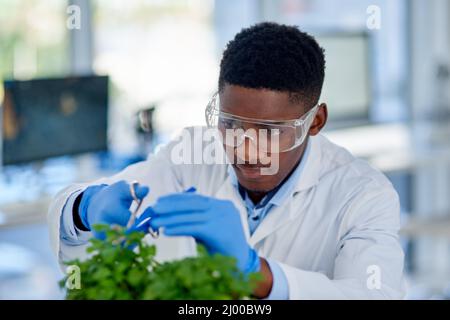 Nur geben der Pflanze ein bisschen von einem trimmen. Ausgeschnittene Aufnahme eines fokussierten jungen Wissenschaftlers, der Schutzhandschuhe trägt und eine Pflanze mit einer Schere schneidet Stockfoto