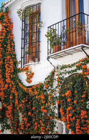 façade andalusischer Häuser. Weiße Wand mit Blumen auf dem Balkon. Typisch andalusische Architektur. Pflanze hängt an den Wänden, mit orangefarbener trompe Stockfoto