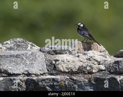 Pied Wagtail, Motacilla alba, alleinerziehend an der Wand, Pembrokeshire, Wales, Großbritannien. Stockfoto