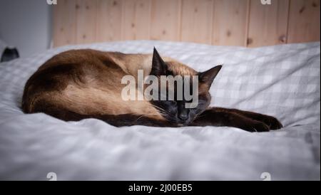 Katze schläft auf einem Bett mit karierten Laken Stockfoto