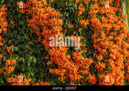 Blumenrebe mit tropischen orange und gelben Blüten in Nerja gefunden. Typisch andalusische Blumen finden sich im Winter auf allen Straßen. Stockfoto