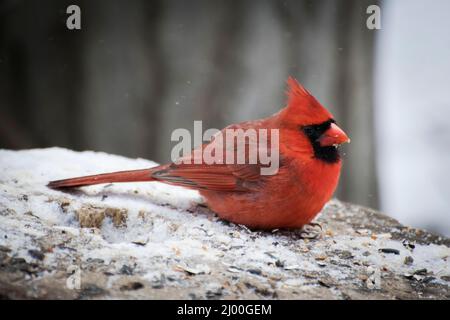 Roter männlicher Kardinal auf schneebedecktem Baumstumpf Stockfoto