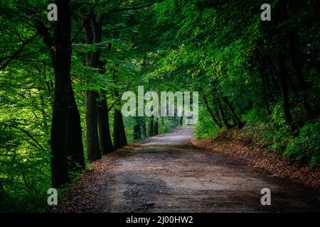 Magischer Tunnel und Pfad durch einen dichten Wald mit Sonnenlicht. Der Weg von Sträuchern umrahmt. Dramatische und wunderschöne Szene. Ort Ternopil, UKRA ausgeliefert Stockfoto