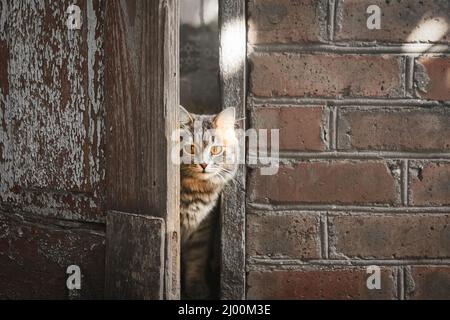 Die flauschige graue Katze guckt hinter der Tür eines alten Hauses hervor Stockfoto