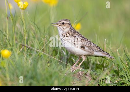 Waldlerche (Lullula arborea), Seitenansicht eines Erwachsenen, der auf dem Boden steht und singt, Kampanien, Italien Stockfoto