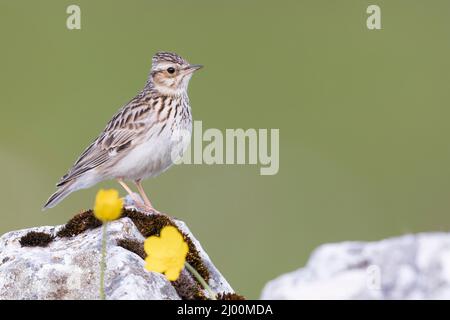 Waldlerche (Lullula arborea), Seitenansicht eines Erwachsenen, der auf einem Felsen steht, Kampanien, Italien Stockfoto