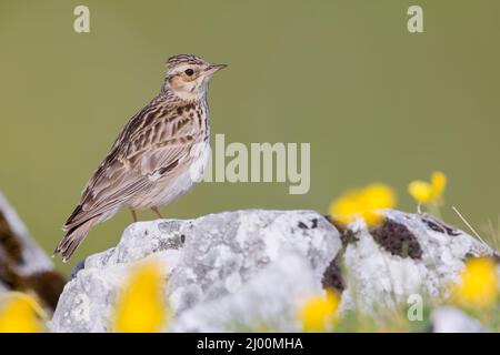 Waldlerche (Lullula arborea), Seitenansicht eines Erwachsenen, der auf einem Felsen steht, Kampanien, Italien Stockfoto