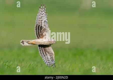 Henne Harrier (Circus cyaneus), jugendliches Männchen im Flug mit Unterteilen, Kampanien, Italien Stockfoto