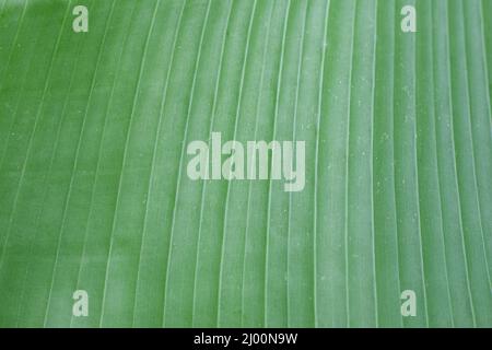 Textur eines grünen Bananenblattes mit vertikalen Streifen. Vorlage für Text. Stockfoto