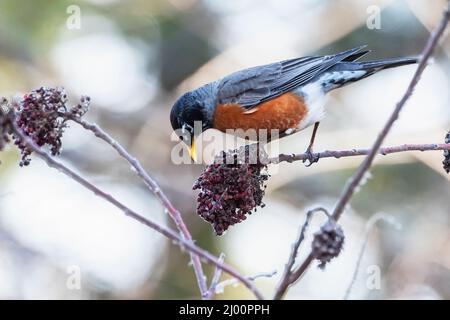 American Robin füttert im Spätswinter Sumak-Beeren Stockfoto