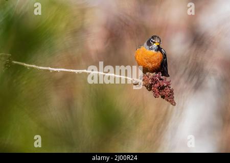 American Robin füttert im Spätswinter Sumak-Beeren Stockfoto