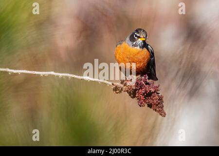 American Robin füttert im Spätswinter Sumak-Beeren Stockfoto