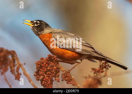 American Robin füttert im Spätswinter Sumak-Beeren Stockfoto