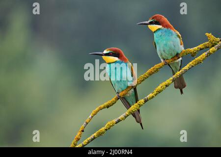 Zwei bunte Europäischen Bienenfresser (Merops apiaster) auf einem kleinen Zweig thront. Stockfoto