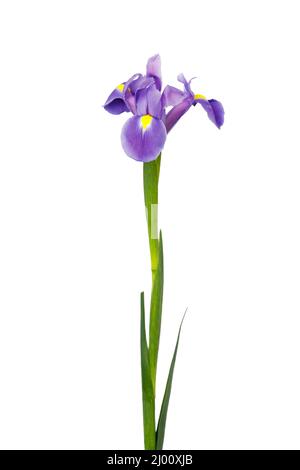 Violett Iris xiphium (bauchiger Iris pumila) auf weißem Hintergrund mit Platz für Text. Ansicht von oben, flach. Urlaub Grußkarte für Valentinstag, Stockfoto