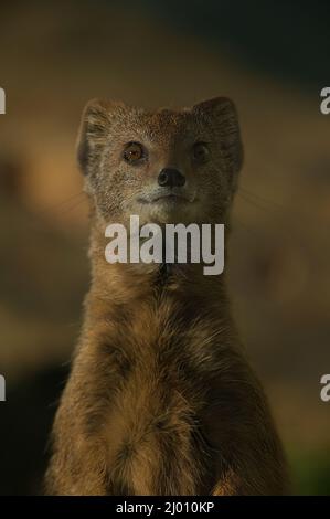 Vertikale Aufnahme eines niedlichen Mungos Stockfoto