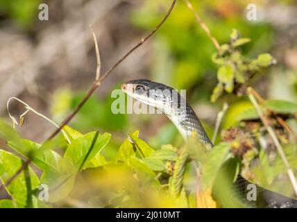 Eine schwarze Rasernatter rutscht durch das Unterholz und sucht nach kleinen Nagetieren und Insekten, die sich ernähren können. Stockfoto