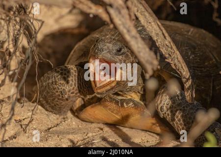 Eine Gopher-Schildkröte sitzt am Anfang ihres Baus in den Sanddünen entlang der Atlantikküste Floridas. Stockfoto