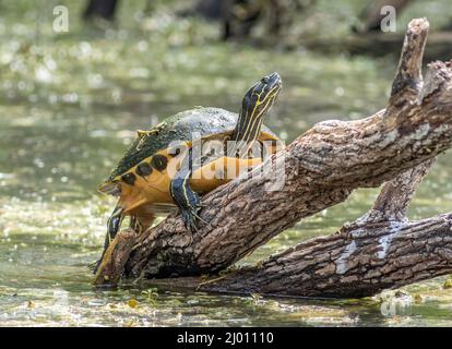 Eine gemalte Schildkröte sonnt sich auf einem teilweise unter Wasser gefallenen Baum im Sumpfgebiet des Everglades National Park. Stockfoto