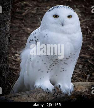 Verschneite Eule Calgary Zoo Alberta Stockfoto