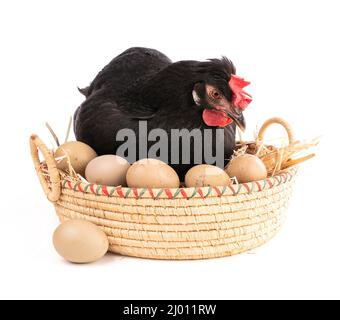 Schwarze Henne in einem Weidenkorb mit Eiern auf einem Weißer Hintergrund Stockfoto