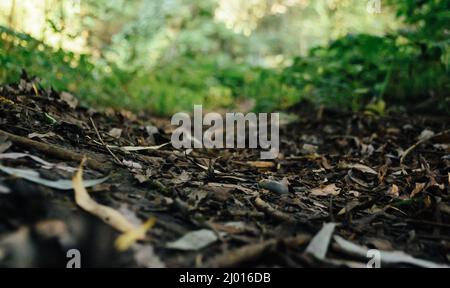 Nahaufnahme selektiver Fokusaufnahme der Herbstblätter Stockfoto