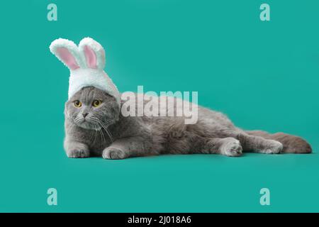 Niedliche schottische Falte Katze in Hasenohren auf grünem Hintergrund Stockfoto