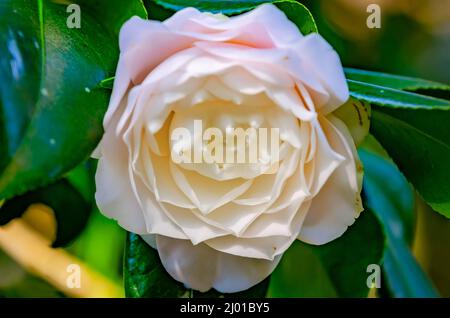 Eine japanische Kamelie (Camellia japonica) blüht in den Bellingrath Gardens, 4. März 2022, in Theodore, Alabama. Stockfoto