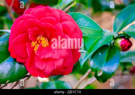 Eine rote japanische Kamelie (Camellia japonica) blüht am 4. März 2022 in den Bellingrath Gardens in Theodore, Alabama. Stockfoto