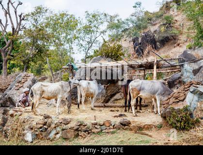 Weiße indische Kühe in einem fadenscheinigen Stall oder Unterstand in der Nähe von Kumbhalgarh Fort in den Aravalli Hills, Rajsamand Bezirk in der Nähe von Udaipur, Rajasthan, Westindien Stockfoto
