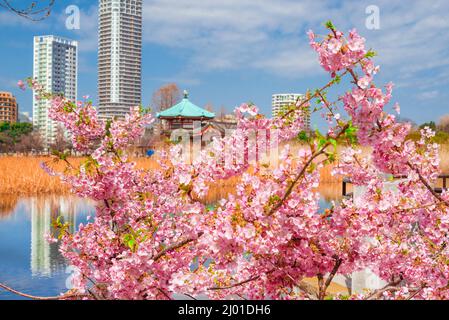 Frühling im Ueno Park. Blühende Sakura-Kirschblüten vor dem Benten-Tempel in der Mitte des Shinobazu Pond Stockfoto