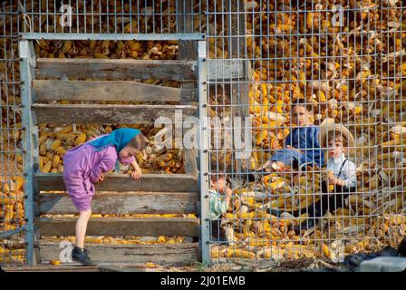 Pennsylvania Strasburg Amish holländische Mennonite Mädchen junge Kinder spielen Maiskrippe, Stockfoto