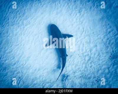 Bullshark auf einem Sandfleck, von oben gesehen, in Playa del Carmen, Mexiko Stockfoto