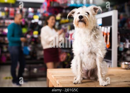 Porträt der Hund in der Nähe von verschiedenen Variation von Waren für Tiere in pet store Stockfoto