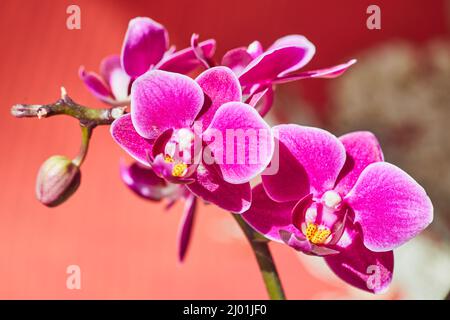 Orchideenblütenzweig aus rosa und gelb auf rotem und weißem Drachen asiatischem Hintergrund Stockfoto
