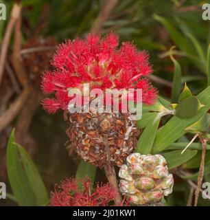 Ungewöhnliche, leuchtend rote Blume des in Australien heimischen Strauchs Asteromyrtus brassii ‘Fireball' vor grünem Laub Stockfoto