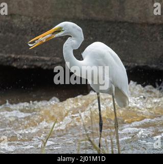 Schöner weißer Seeiher, Ardea intermedia, steht in Australien im schnell fließenden Flusswasser mit Fischen im Schnabel Stockfoto