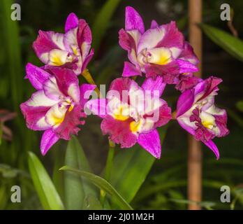 Eine Gruppe spektakulärer magentafarbener und weißer Blüten der Orchid Guaritonia Sogo Doll „Little Angel“ Stockfoto