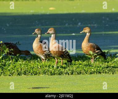 Drei plumed pfeifende Enten, Dendrocygna eytoni, stehen in der australischen Küstenlagune unter Wasserunkräutern Stockfoto